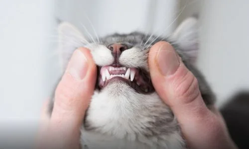 Animals That Have Amazing Teeth